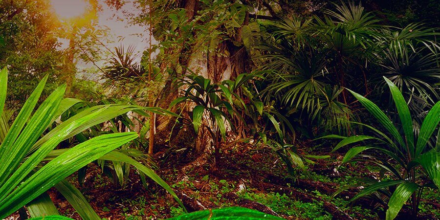 Plantación de café Illy en Guatemala